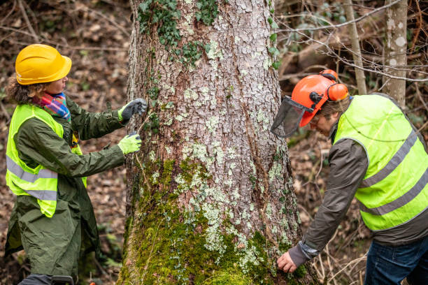 Best Hazardous Tree Removal  in USA